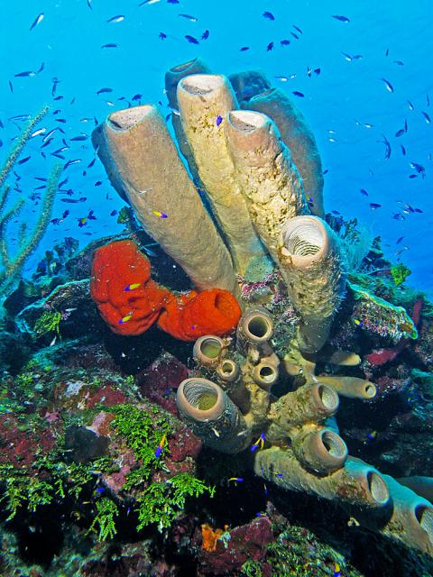 Reef Scene